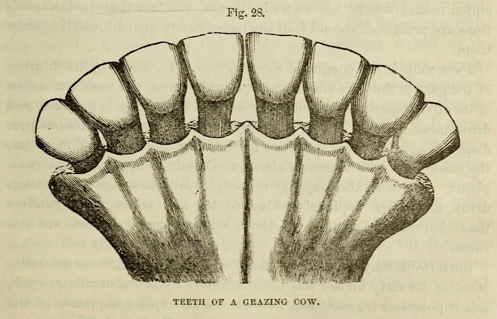 TEETH: A Drawing Workshop
