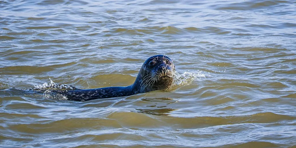 Walk with a Ranger at Rye Harbour: Shingle, Strandline & Seals (420337035) at Rye Harbour Nature Reserve