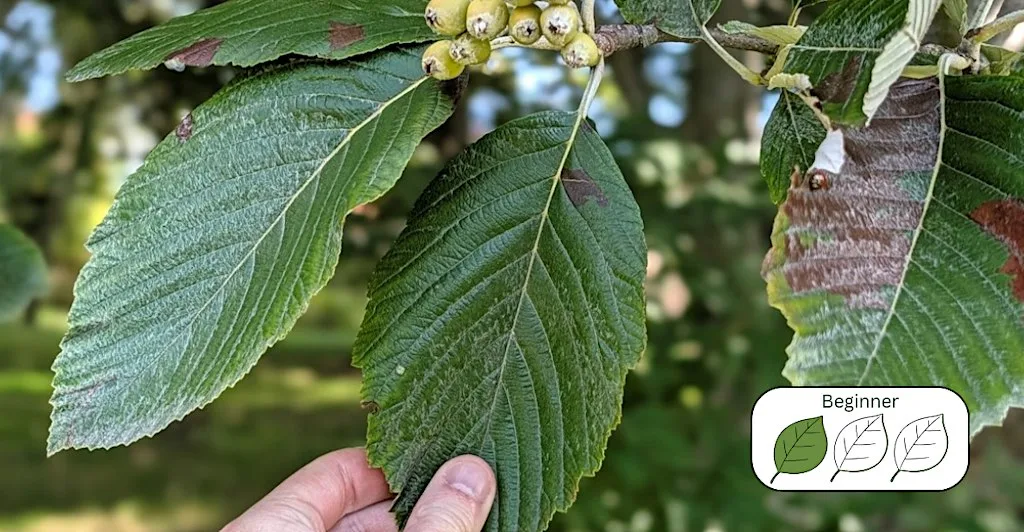 Know Your Trees: A Beginner’s Guide to Tree Identification