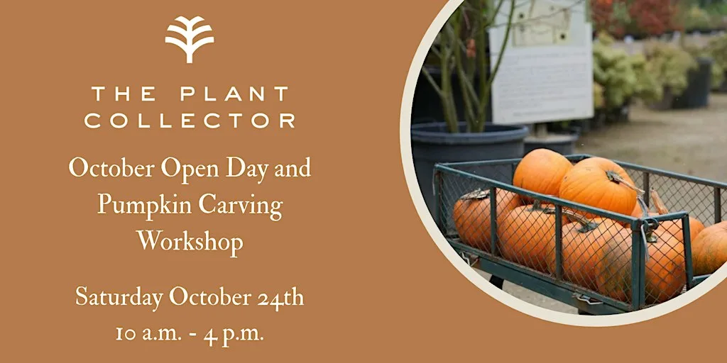 October Open Day and Pumpkin Carving Workshop at The Plant Collector