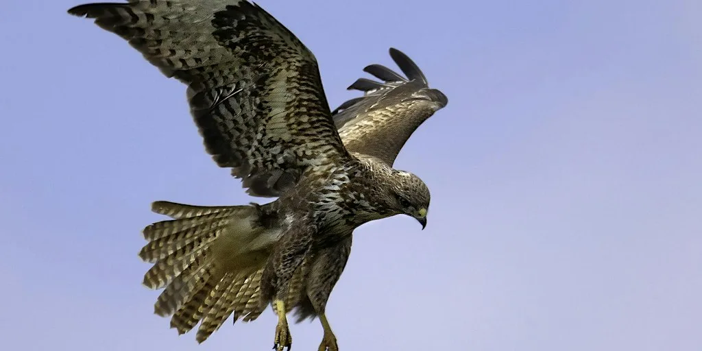 Owls & Birds of Prey at Nower Wood