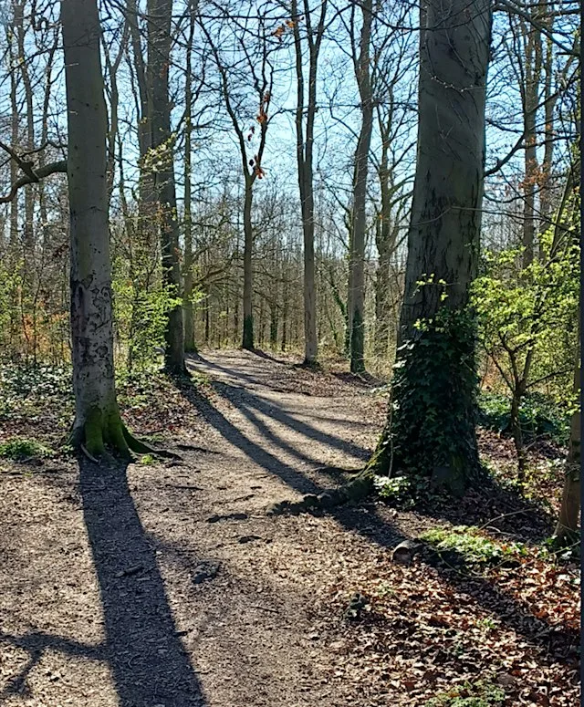 Cambridgeshire Free Tree & Hedgerow Pack Giveaway 2026/27 at Location available on booking