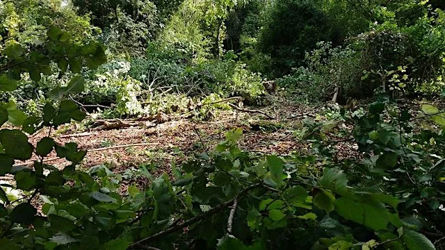 Woodland Scallop Creation at Round Wood at Round Wood Recreation Ground