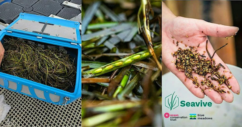 Seed Sorting with Seavive at North Quay