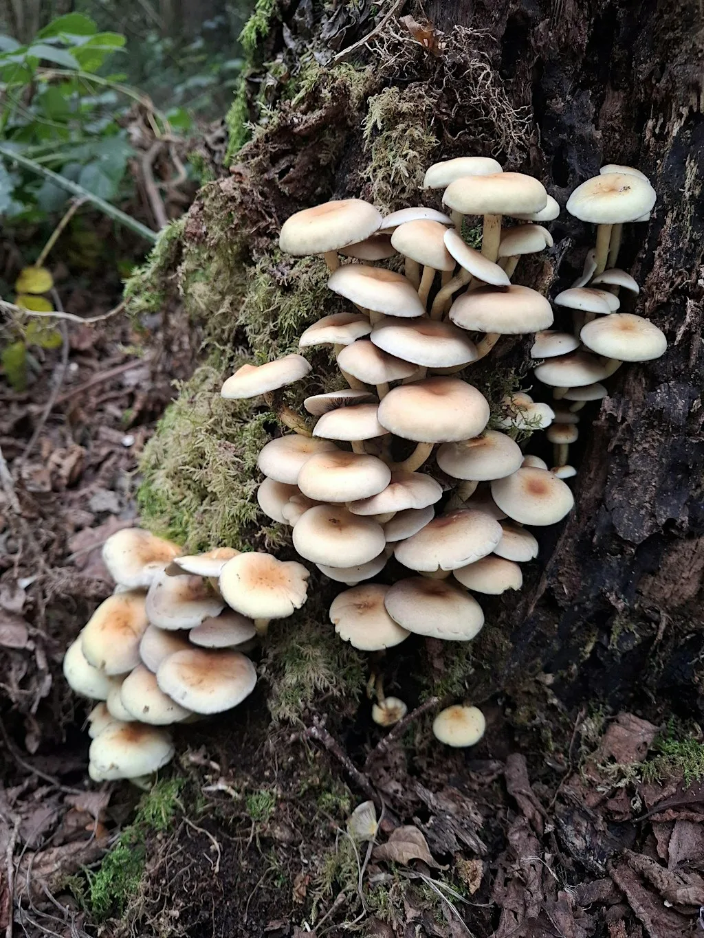 Fungi & Friends Foraging at Worcester Woods Country Park