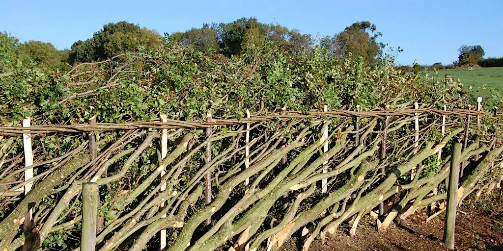 Traditional Hedgelaying 30 January 2027