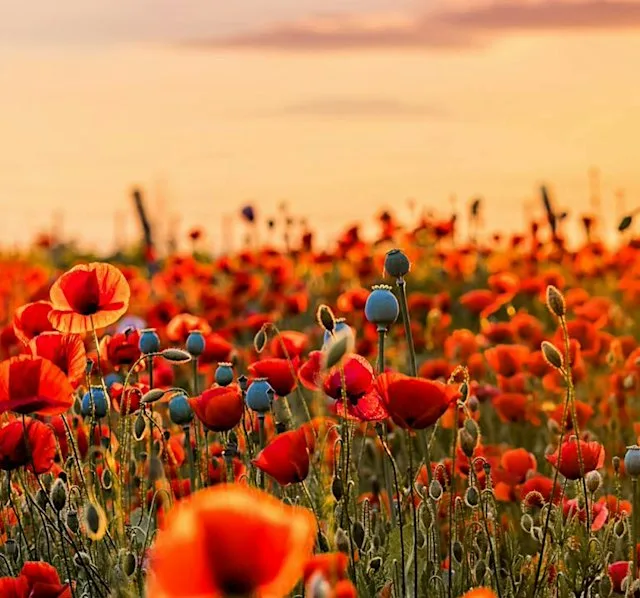 University of Reading Music - Remembrance