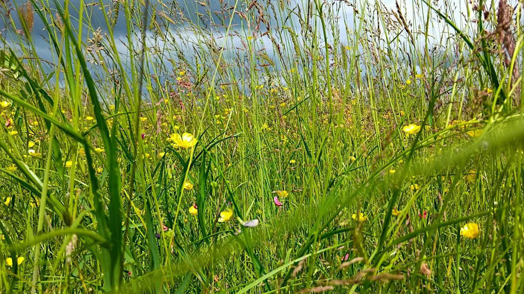 Family Flower Planting at Derek Graham Memorial Gardens