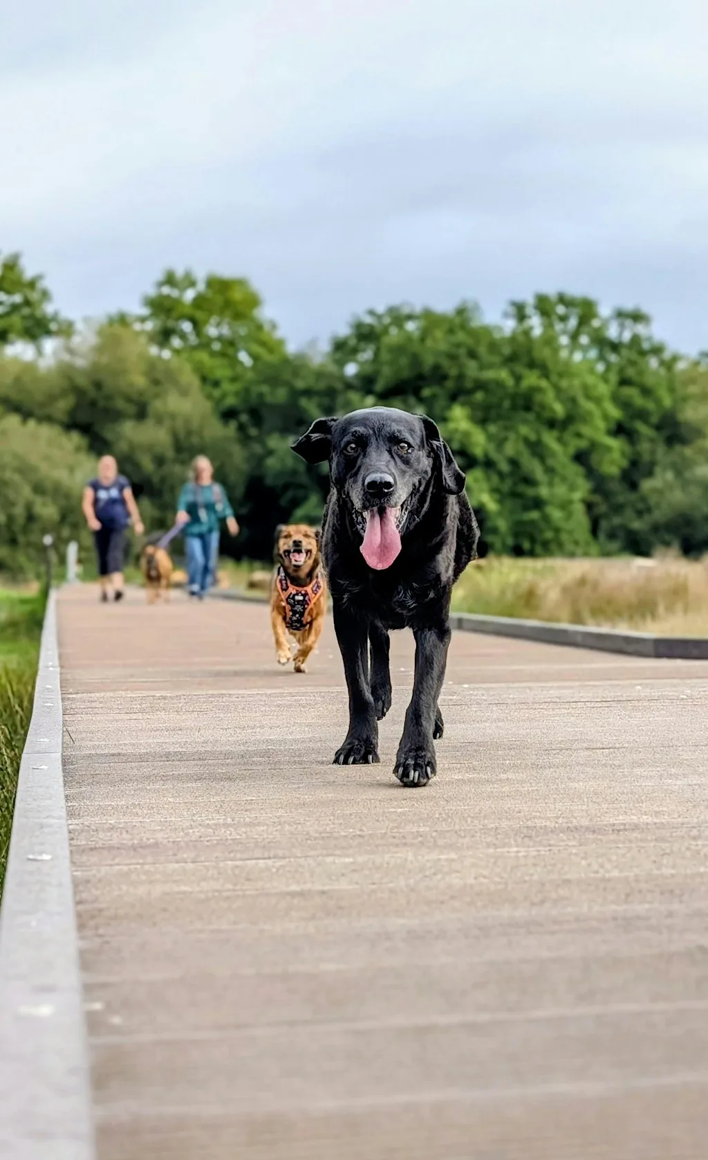 Waggy Walk at Clyst Meadows at Clyst Meadows Country Park