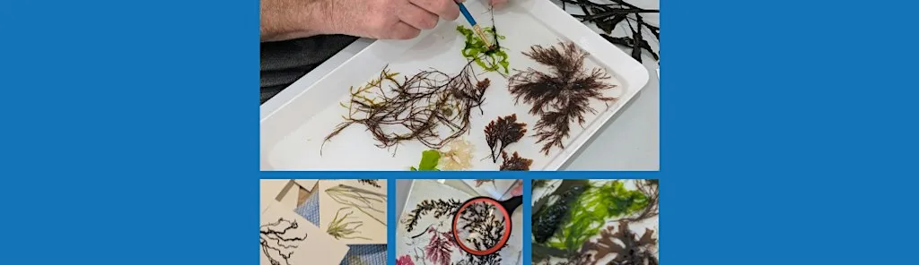 Seaweed Pressing Workshop at Rainton Meadows