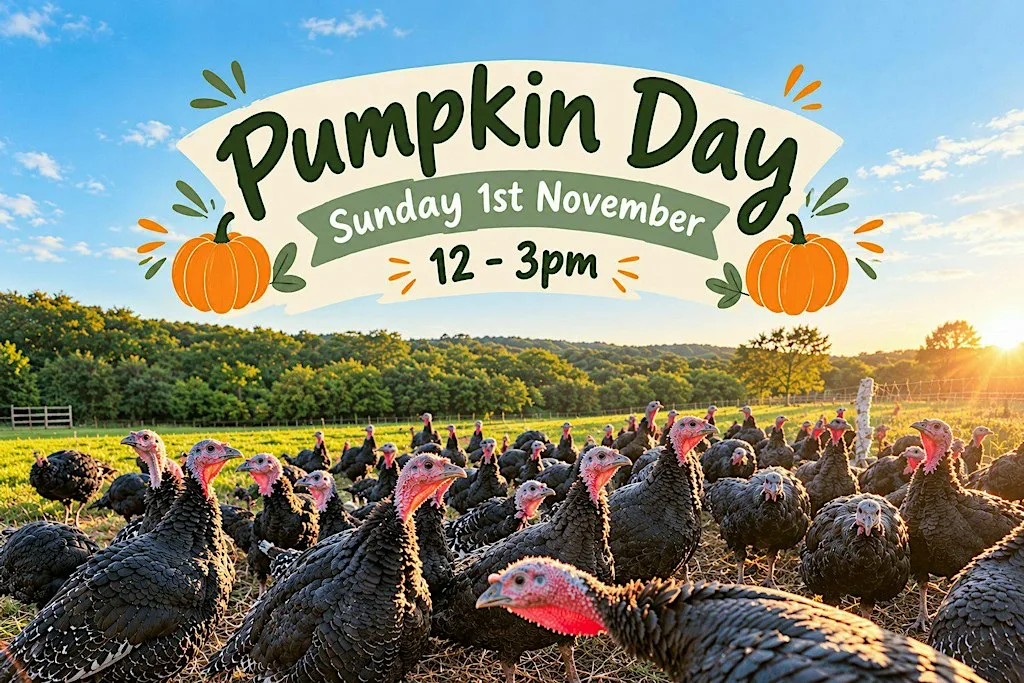 Turkey Pumpkin Feeding Day At Treway Farm