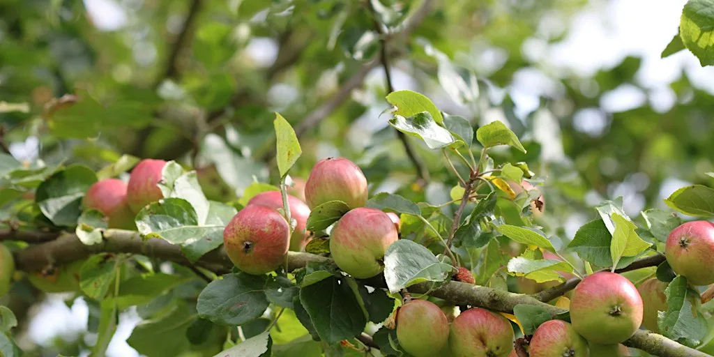 Nature Reserve Work Party - Bodenham - Apple Picking