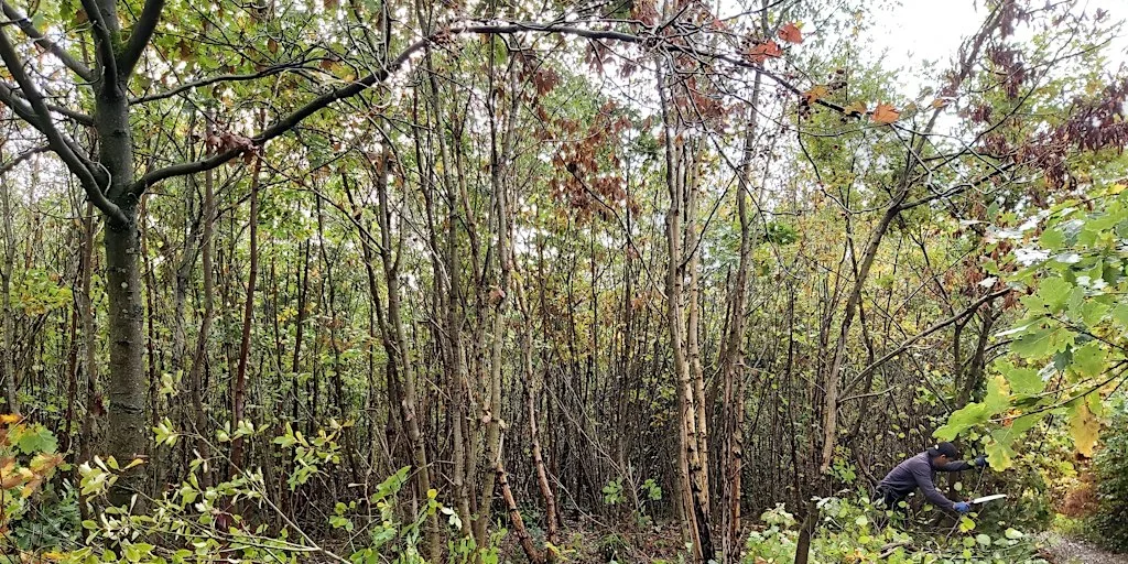 Nature Reserve Work Party - Queenswood - Coppicing at Queenswood Country Park and Arboretum