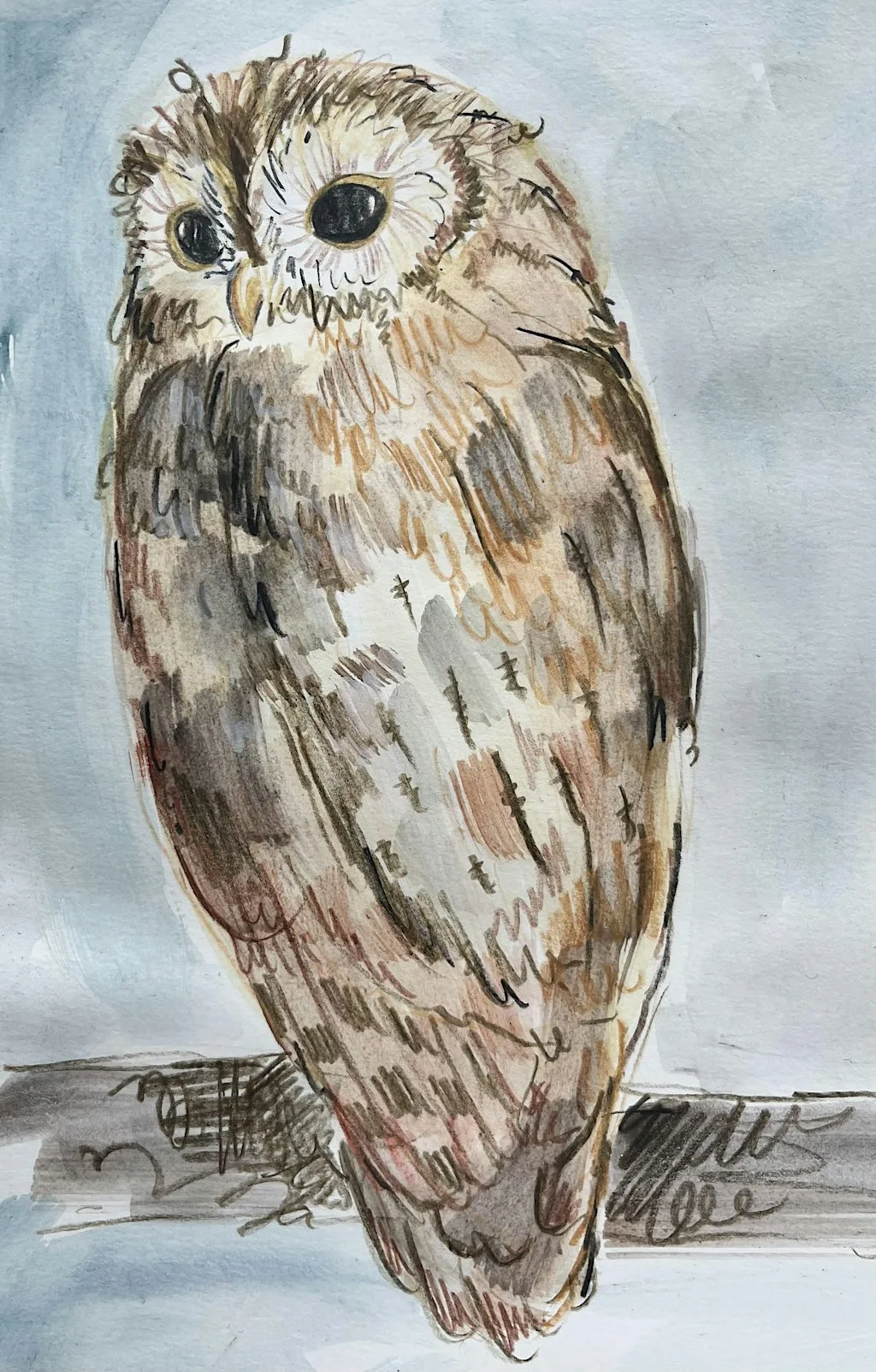 Drawing Scotland’s Birds at Birchwood Art Studio