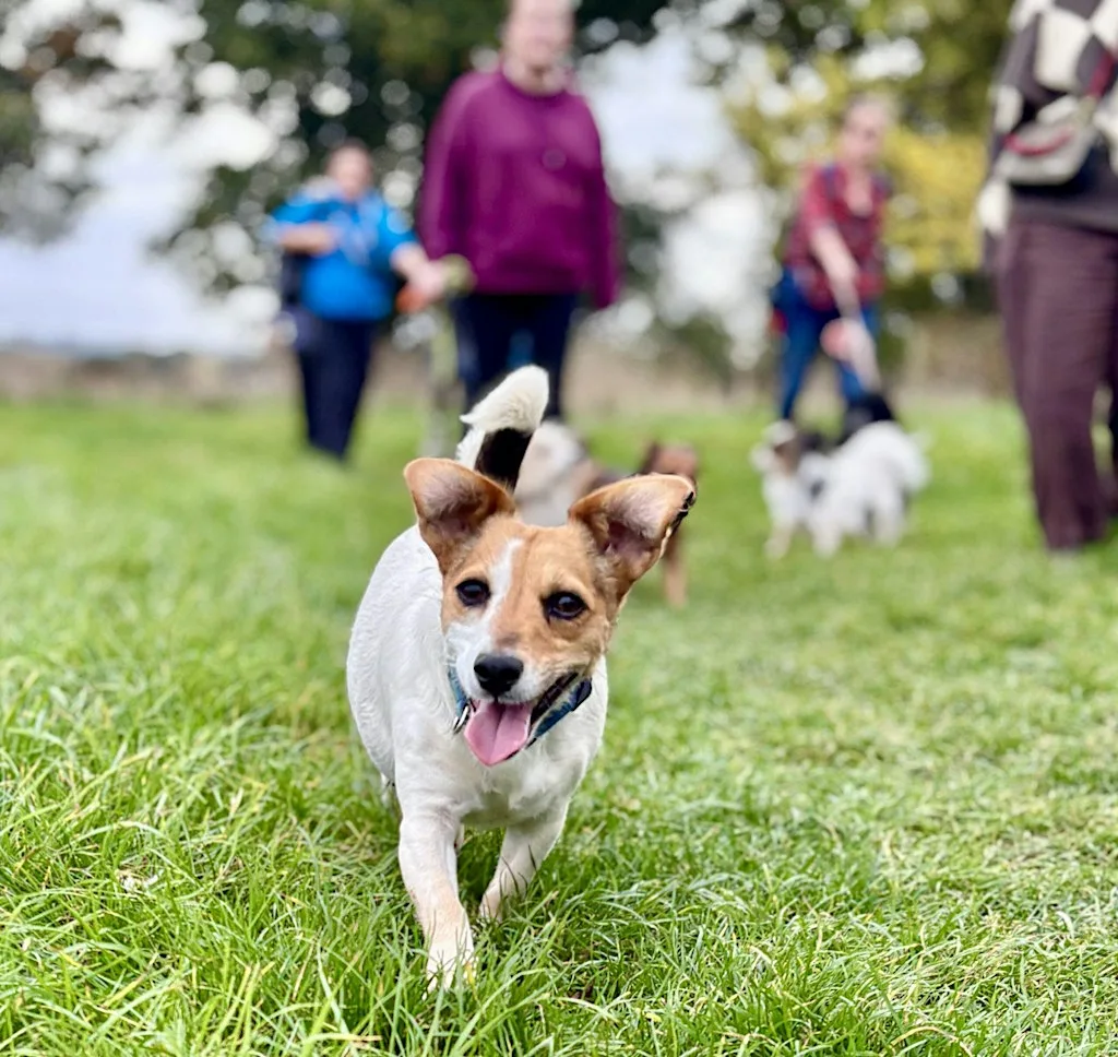 Waggy Walk at Cranbrook Country Park at Cranbrook Railway Station