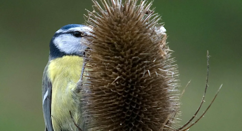 Family Event: Make a Bird Feeder Wreath at Sevenoaks Wildlife Reserve - Kent Wildlife Trust