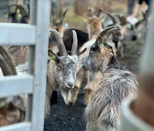 DLR Goat Talk and Walk Event at Fernhill Park & Gardens