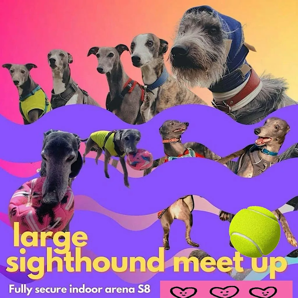 LARGE SIGHTHOUND dog social in a fully secure arena S8 at Moss Valley Tails