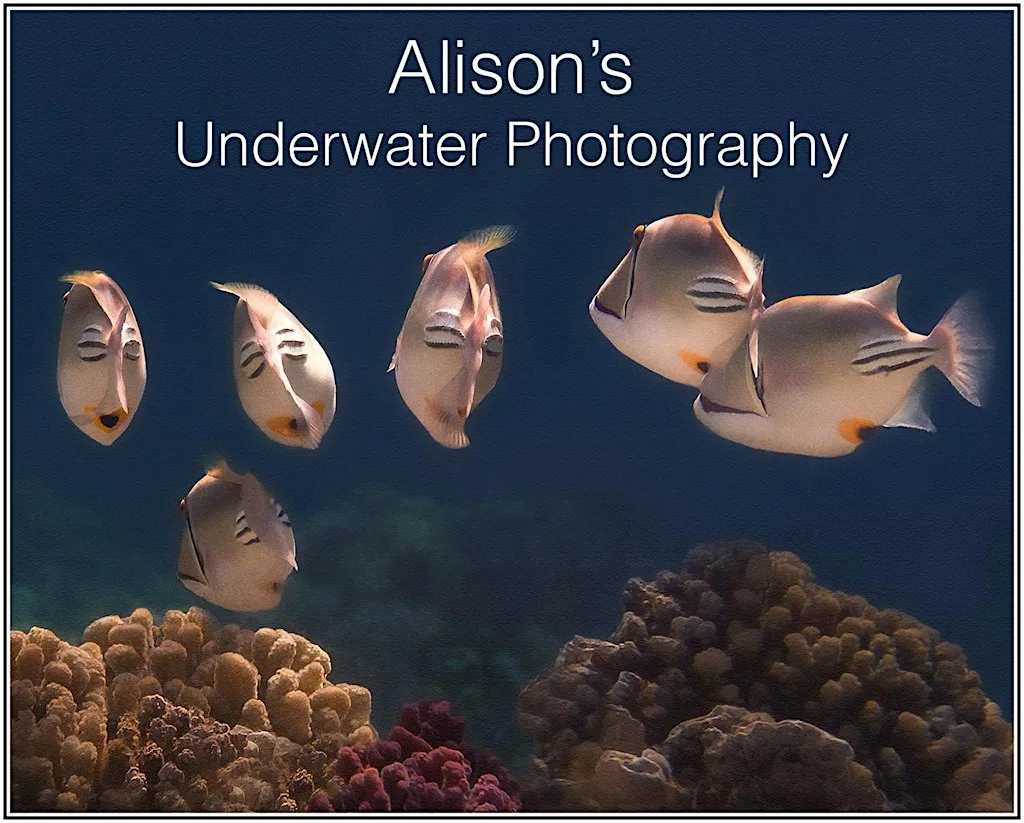 Underwater Photography in The Red Sea