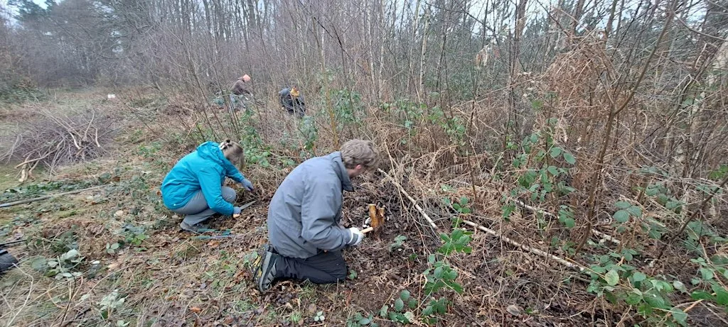 Scrub Clearance