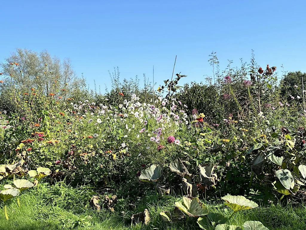 November Wellbeing and Wildlife Walk at Veterans' Growth