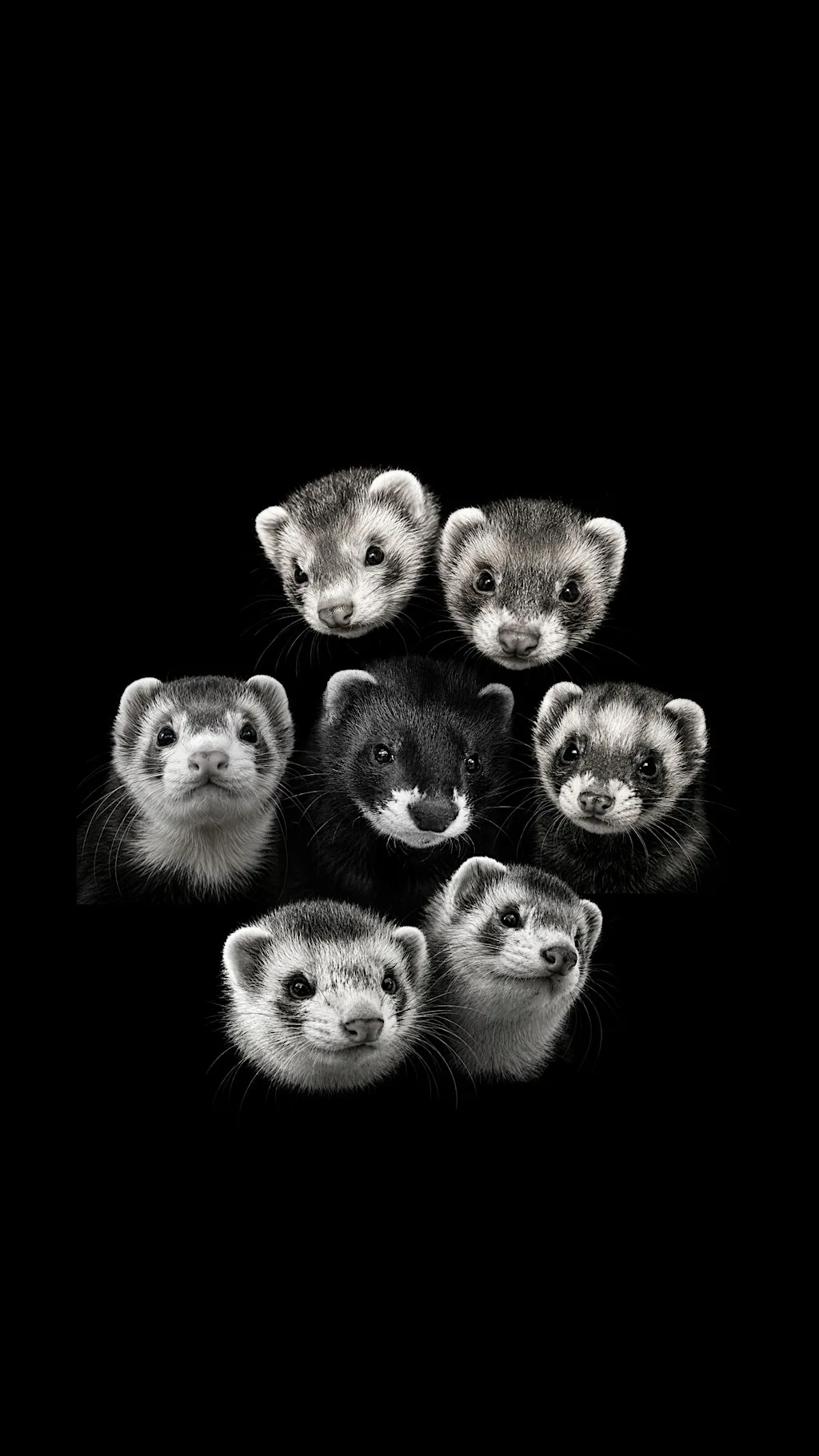Ferret Fun at Whiskers Hooves and Healing