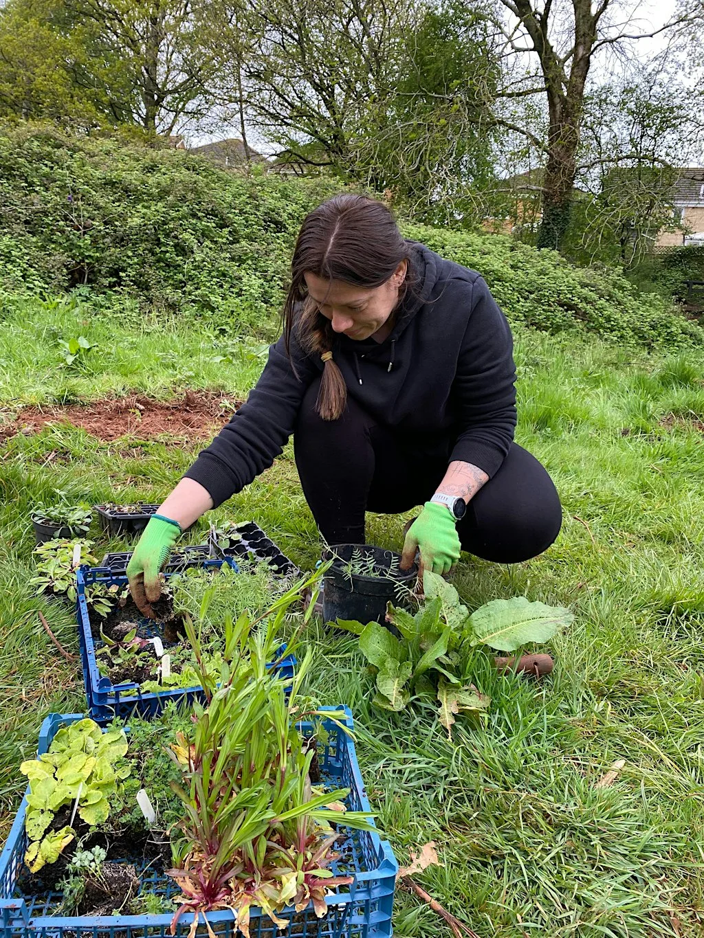 Dead Hedging and Bulb Planting at Saddlestones Park
