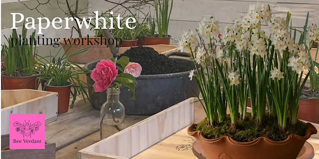 Paperwhite Planting Workshop at Mothecombe Gardens
