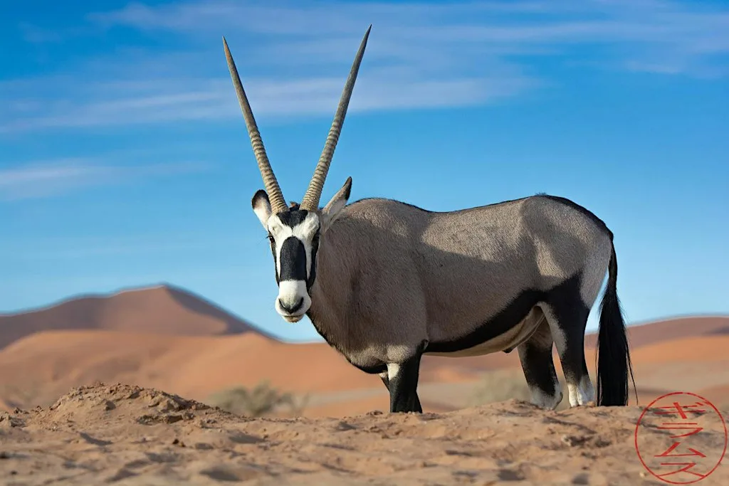 Self Drive Safari - Namibia : Ric Gillams