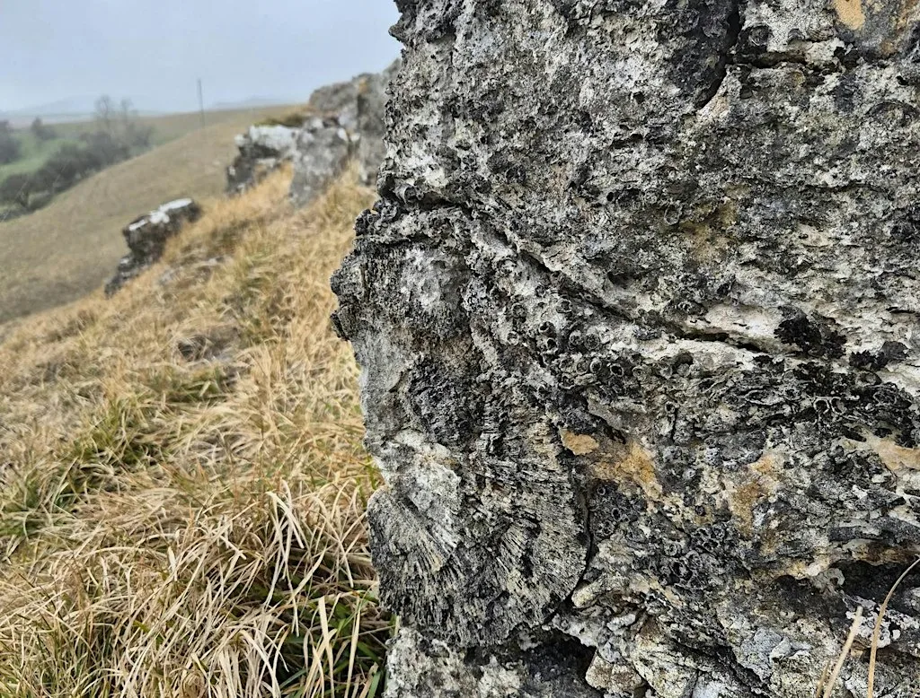 Palaeoecology - Fossils as Indicators of the Palaeoenvironment