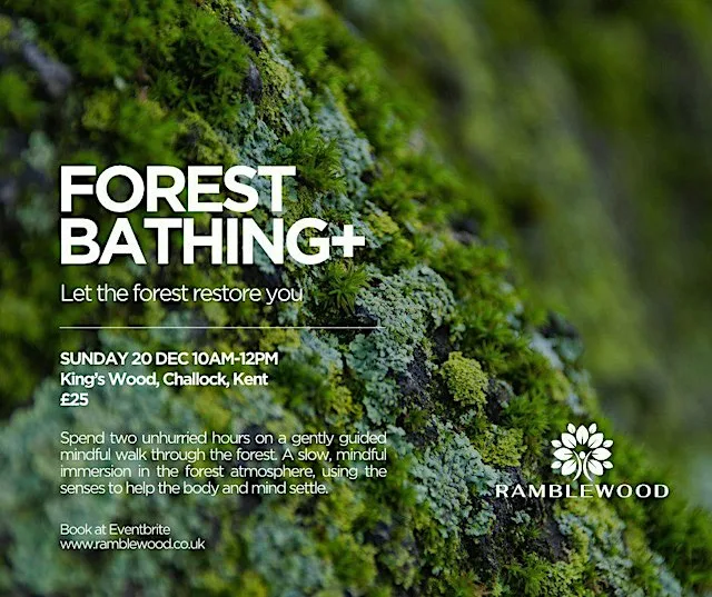 Forest Bathing+ | Start the year with breathing space at King's Wood, Challock