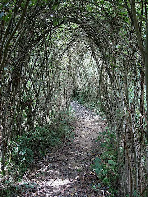 Willow Tunnel Maintenance CPD