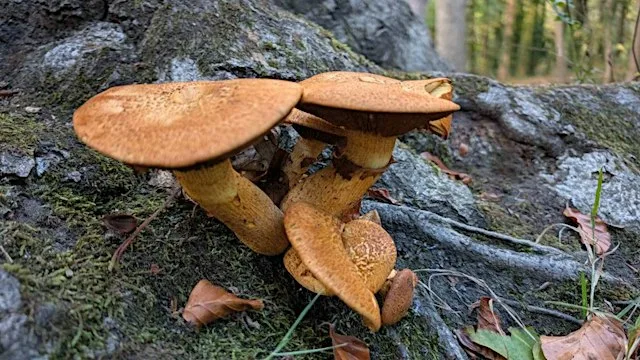 Beginner's Fungi Foray at Star And Shadow Cinema