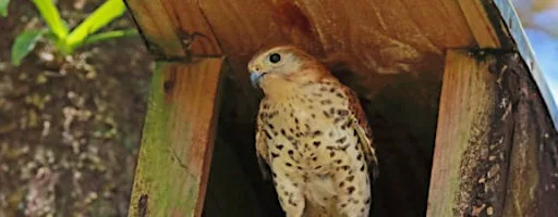 The Mauritius Kestrel - and other successes from the land of the Dodo at The Royal British Legion