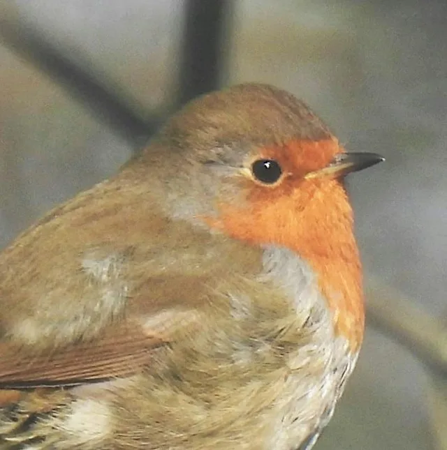 Draw a Robin in Coloured Pencils Workshop - Fulford Artists' Fair