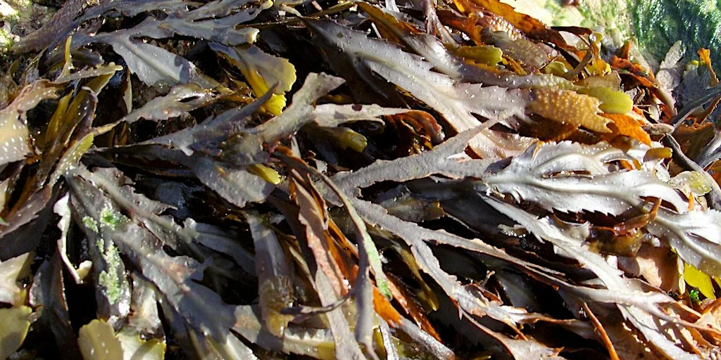 Big Seaweed Search - Heysham