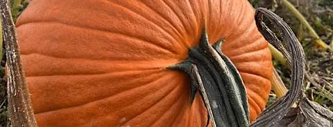 Pumpkin Picking Tickton Farm - Home grown