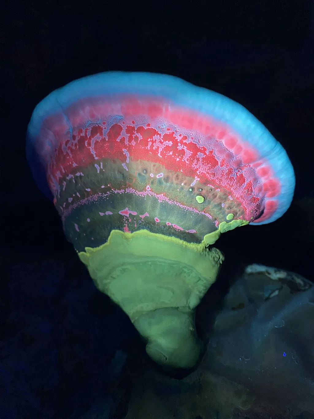 Fungi After Dark: A Biofluorescent Night Walk at Careys Secret Garden
