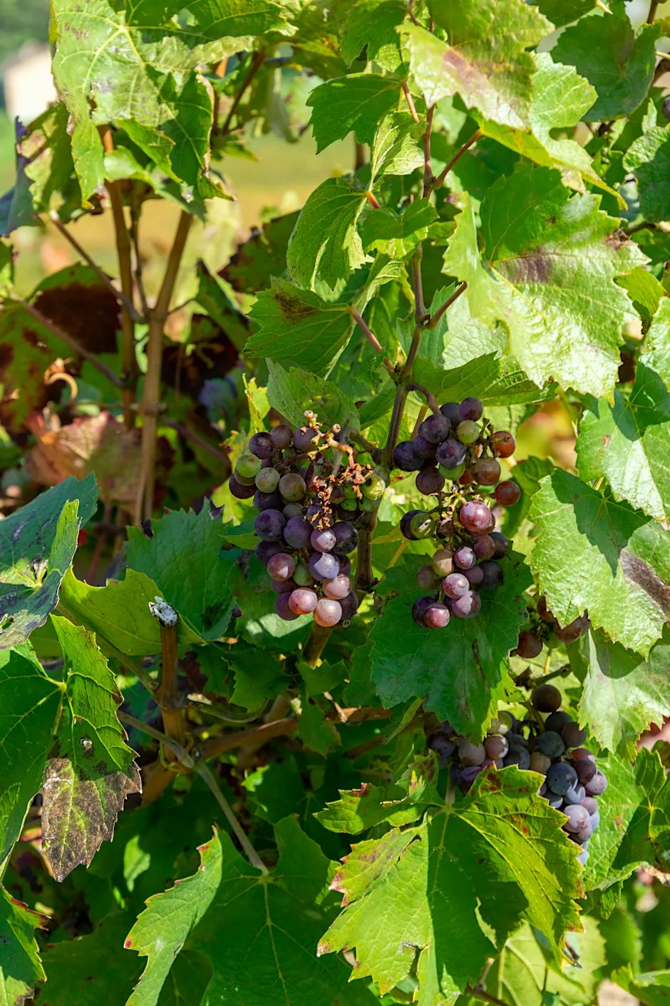 The Glory of Gamay: Beaujolais and Beyond at Theatre of Wine