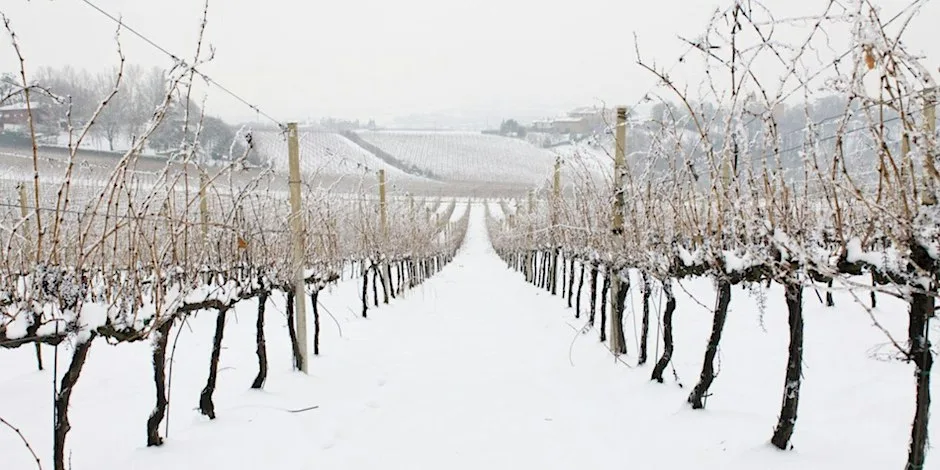 Winter Wines ~ Wine Dinner
