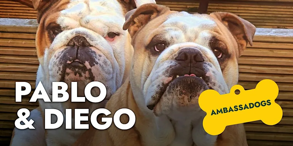 Great British Walkies: Community dog walk with Bulldog Pabs in Harrogate