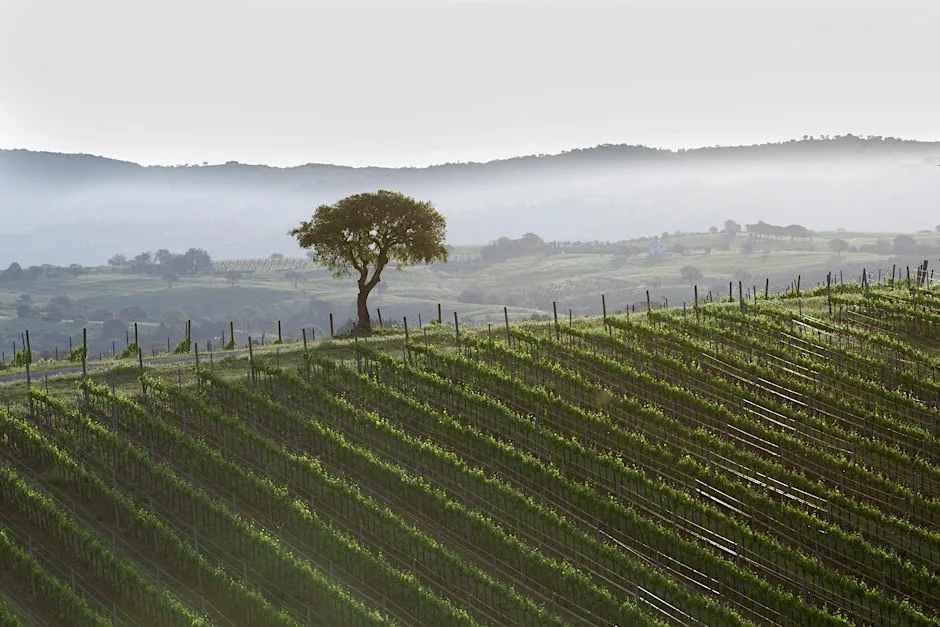 Easter Wines - Wine Dinner