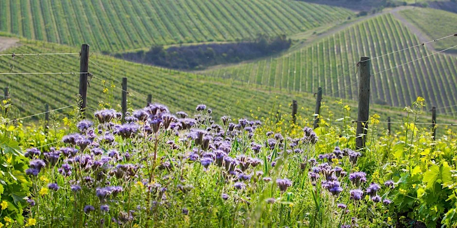 Spring Wines - Wine Dinner