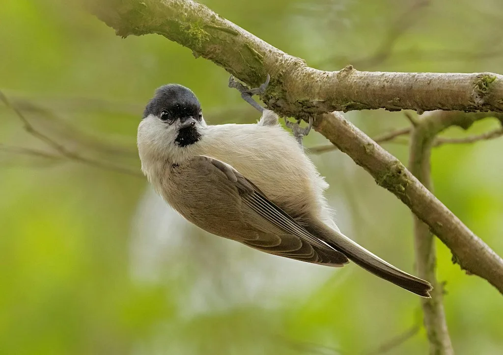 The Nest - Walk & Talk