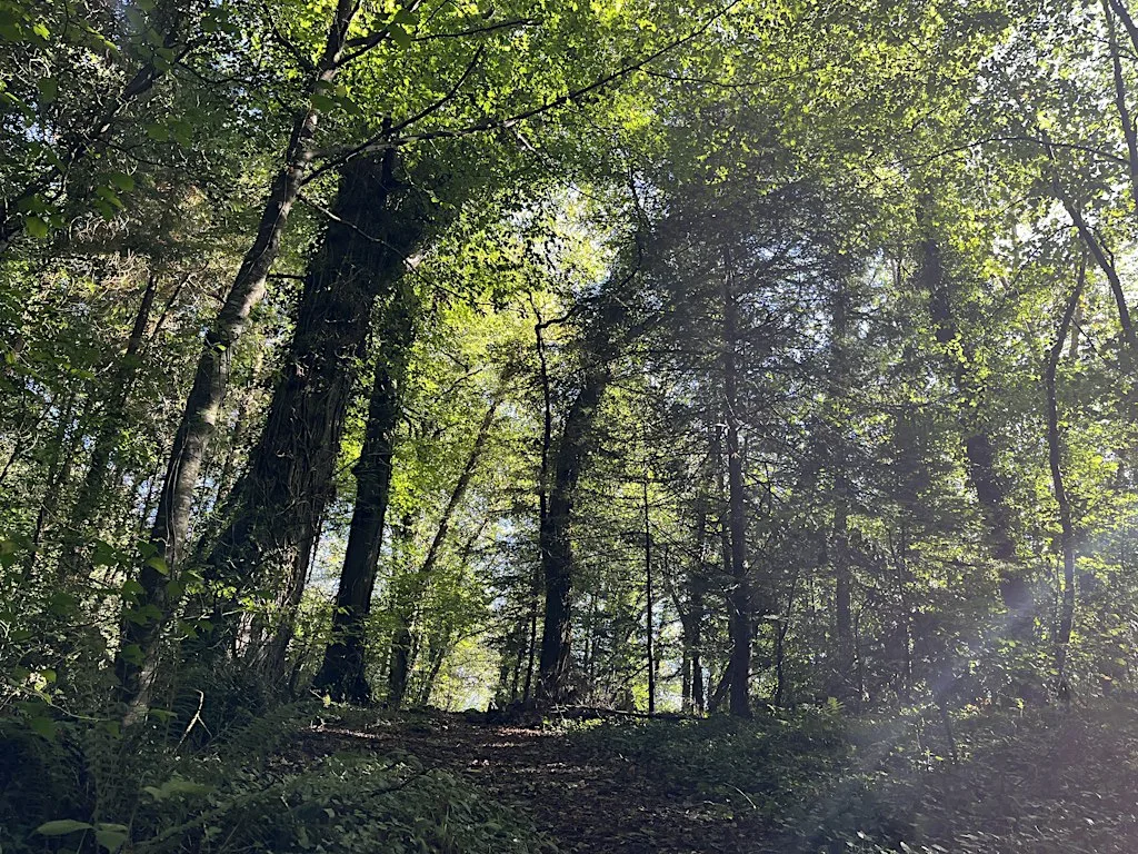 Forest Bathing with Mary O'Dea at Curraghchase Forest Park