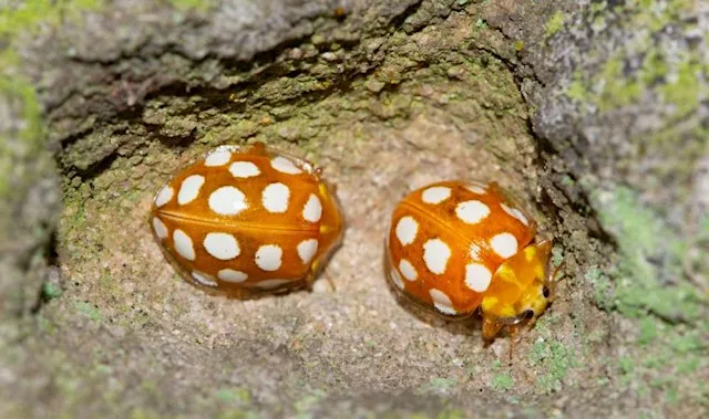 Exploring Winter Ladybirds at St. Nicholas Cemetery