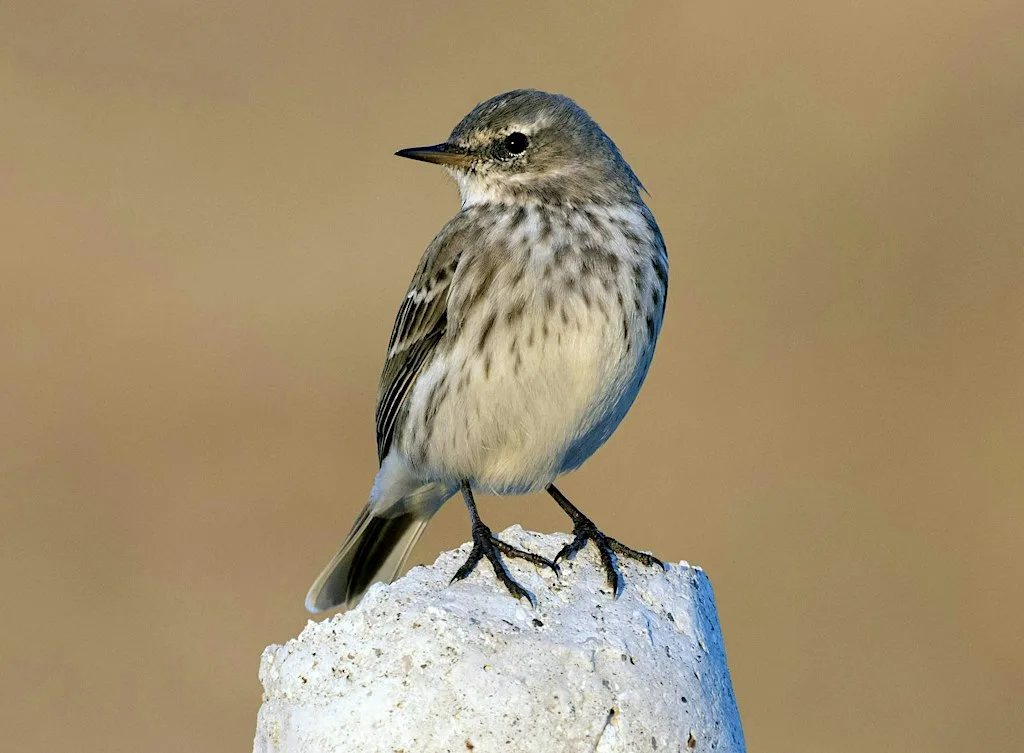 Search for the Water Pipit