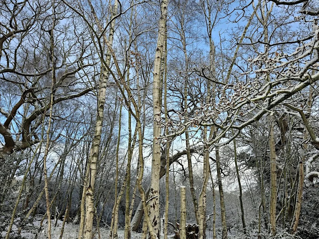 Celebrating Winter Solstice- Free Seasonal Connections Workshop at Grapes Hill Community Garden