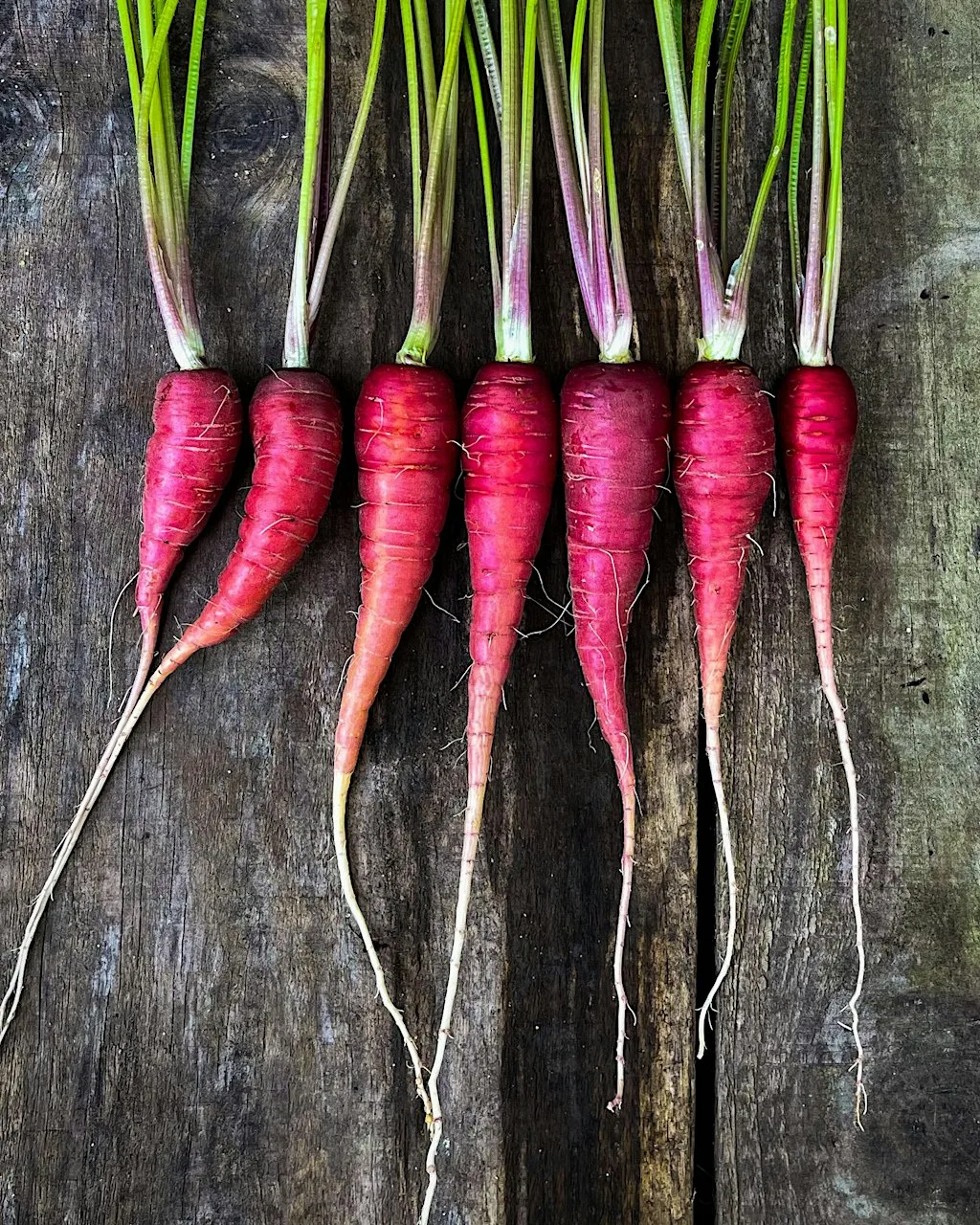 Grow Through Autumn and Winter Masterclass at She Grows Veg Ltd