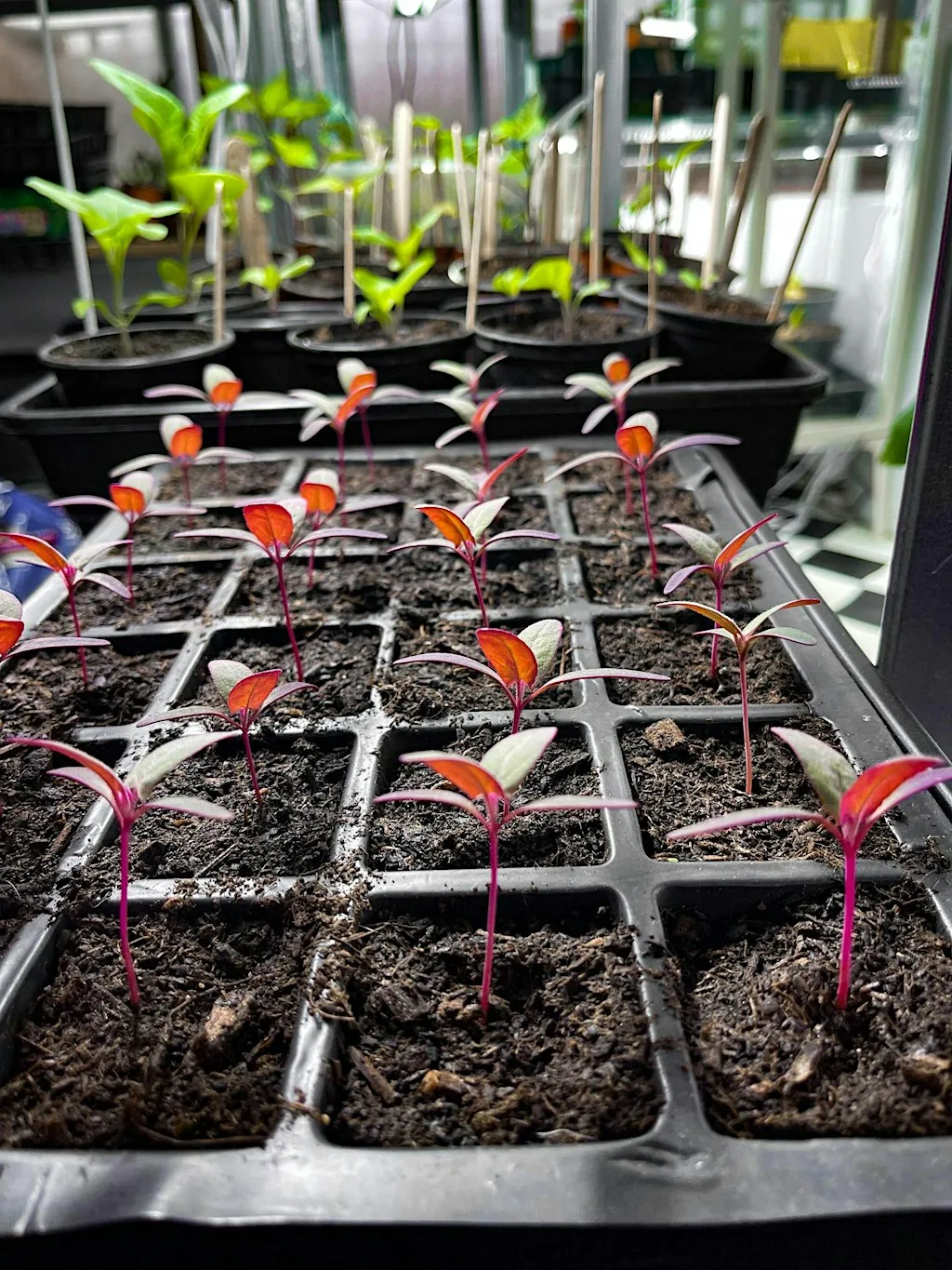 Veg Seed Sowing Masterclass at She Grows Veg Ltd